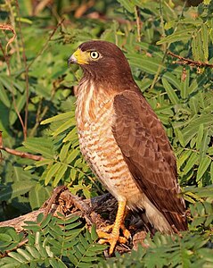 Roadside hawk, immature, by Charlesjsharp