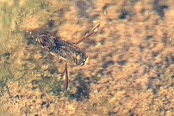 Sigara striata