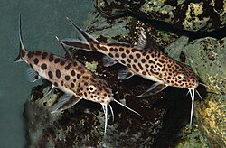 Ngogo macho-makubwa (Synodontis grandiops)