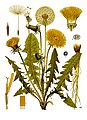 Mælkebøtte (Taraxacum officinale), et medlem af Kurvblomst-ordenen (Asterales).