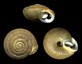 The polygyrid land snail, Triodopsis hopetonensis from north Florida.