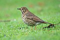 Song thrush