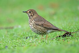 Turdus philomelos - Western Springs Lakeside Park