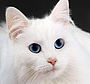 Chat blanc aux yeux bleus.