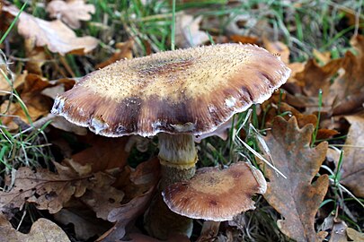 Onbekende paddenstoel in de Kampina (1 november)