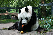 Panda ''Bao Bao'' 2008.