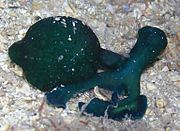 Bonellia viridis, cuc marí.
