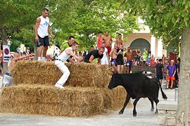 Encierro à la fête votive Calvisson