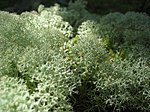 Cladonia rangiferina՝ եղջերուի քարաքոս