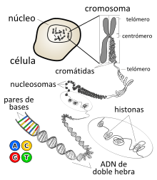 Chromosome-es.svg