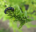 Larva de mariquita