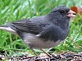 Dark-eyed Junco (Slate-colored subspecies)