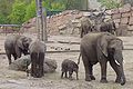 Berlin Tierpark er blitt kjent for vellykket avl av elefanter.