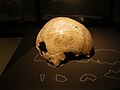 Crâne d'un homme de Néandertal.
