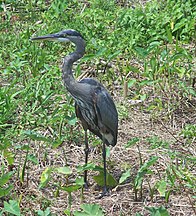 Lake Eustis