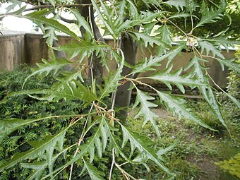 Follaje de Fagus sylvatica 'asplenifolia'.