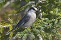 カナダカケス Perisoreus canadensis