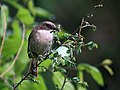 Grey bushchat