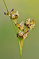 Juncus compressus