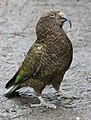 Kea