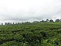 Thumbnail for File:Kebun Teh Bah Butong Sidamanik, Simalungun.jpg