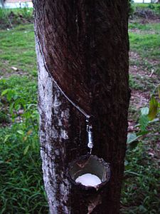 Kolektado de laktosuko el Kaŭĉukarbo (Hevea brasiliensis).