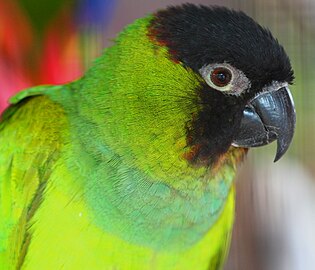 Portait photo of black-headed parakeet facing right