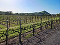 Image 21A Napa Valley vineyard on the side of a road (from Viticulture)