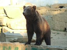 Oso Vigozoo.jpg