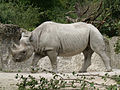 El rinoceronte negro, de más de 4 metros de largo, se encuentra amenazado por la caza furtiva.