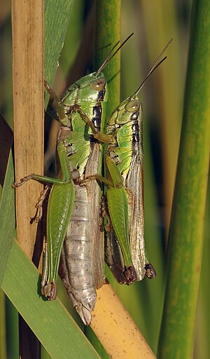 Oxya yezoensis at Osaka Japan