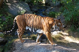 Tygr indočínský