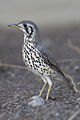 Image 19 Groundscraper thrush Photograph: Yathin S Krishnappa The groundscraper thrush (Psophocichla litsitsirupa) is a passerine bird of southern and eastern Africa belonging to the thrush family. Four subspecies are known of this bird, which is found in savannas, grasslands and open woodlands. More selected pictures