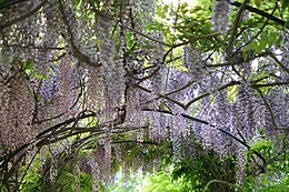 Kininė visterija (Wisteria sinensis)