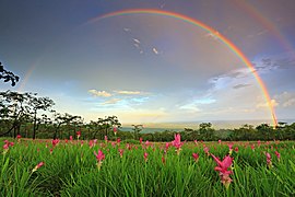 Sur un tapis de fleurs roses, deux arcs de toutes les couleurs couronnent le ciel.