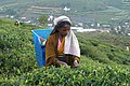 Tea plantations in Nuwara Eliya