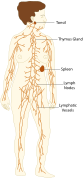 TE-Lymphatic system diagram.svg