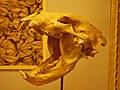 Ursavus tedforti skull (cast)