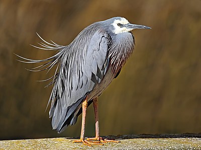 White-faced heron in breeding plumage, by Benjamint