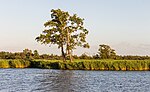 Thumbnail for File:Zicht vanaf het water op de Alde Feanen van het It Fryske Gea. Waardevol natuurgebied in Friesland 10.jpg