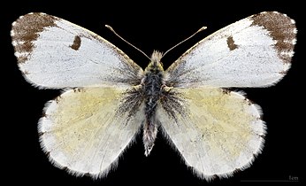 Anthocharis cardamines ♀ MHNT