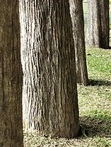 Bark of Tectona grandis