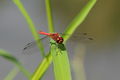 * Nomination Sympetrum sanguineum --ComputerHotline 08:17, 14 August 2010 (UTC) * Promotion Good, could be cropped a bit maybe. --Quartl 08:40, 14 August 2010 (UTC)