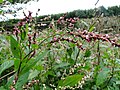 Indigo-kirbutatar Persicaria tinctoria