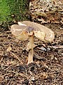 knolparasolzwam (Chlorophyllum rhacodes, synoniem: Macrolepiota rhacodes)