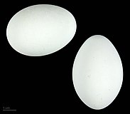 яйцо Ardea intermedia brachyrhyncha - Тулузский музей
