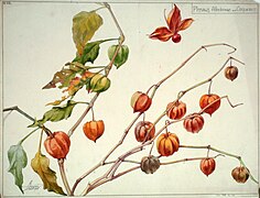 Étude de physalis alkekenge ou coqueret.