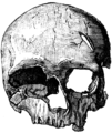 Cráneo de mujer cromañón.