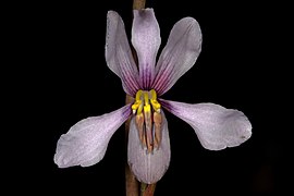 Cyanella orchidiformis 1DS-II 2-2262.jpg