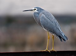 Egretta novaehollandiae Tasmania 1